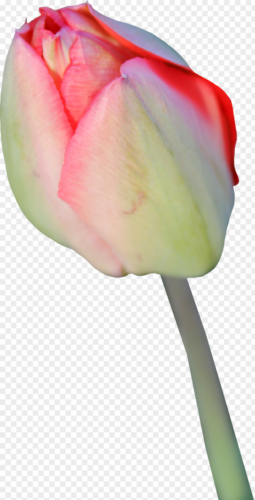 Tulip Transparent Background Flower Icon PNG