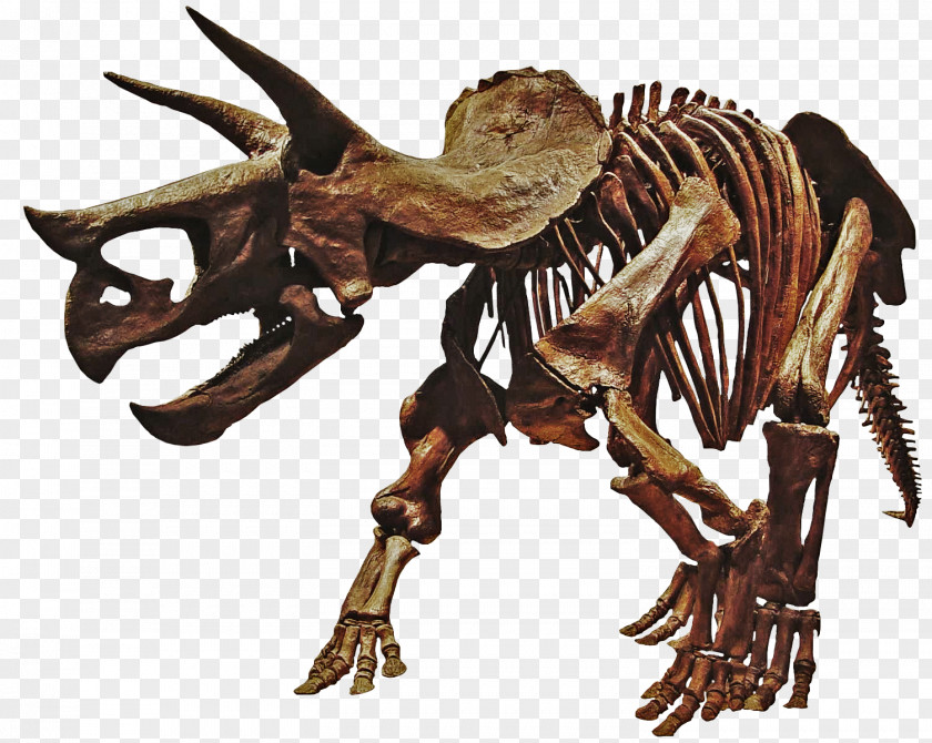 Bones Tyrannosaurus Hell Creek Formation Torosaurus Dinosaur Styracosaurus PNG