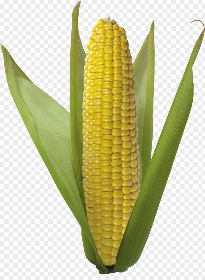 Corn Image Flint Sweet PNG