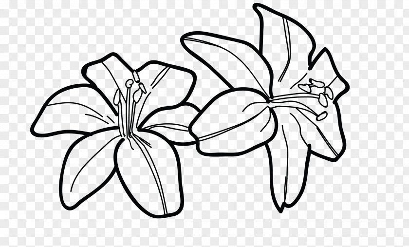 Draw Tiger Lily Drawing Line Art Flower PNG