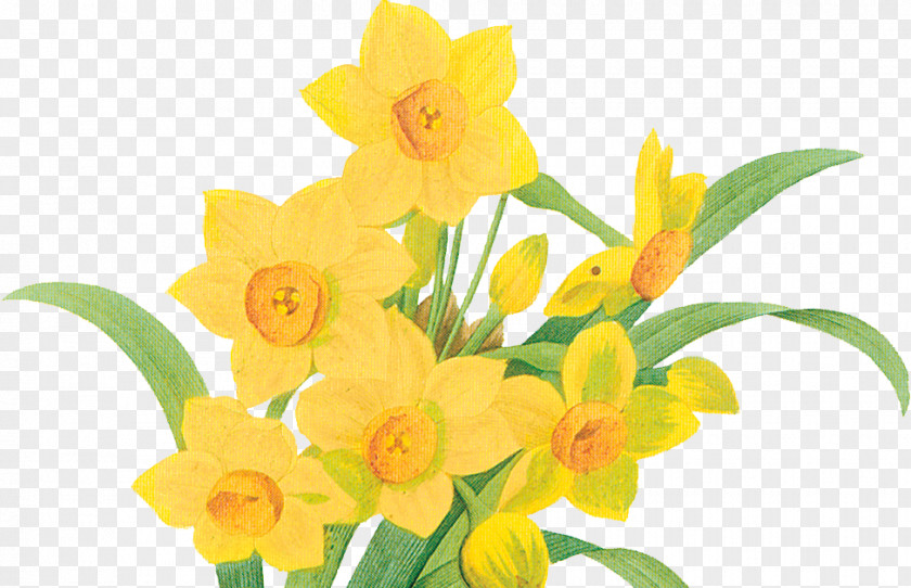 Flower Daffodil Botany Botanical Illustration Art PNG