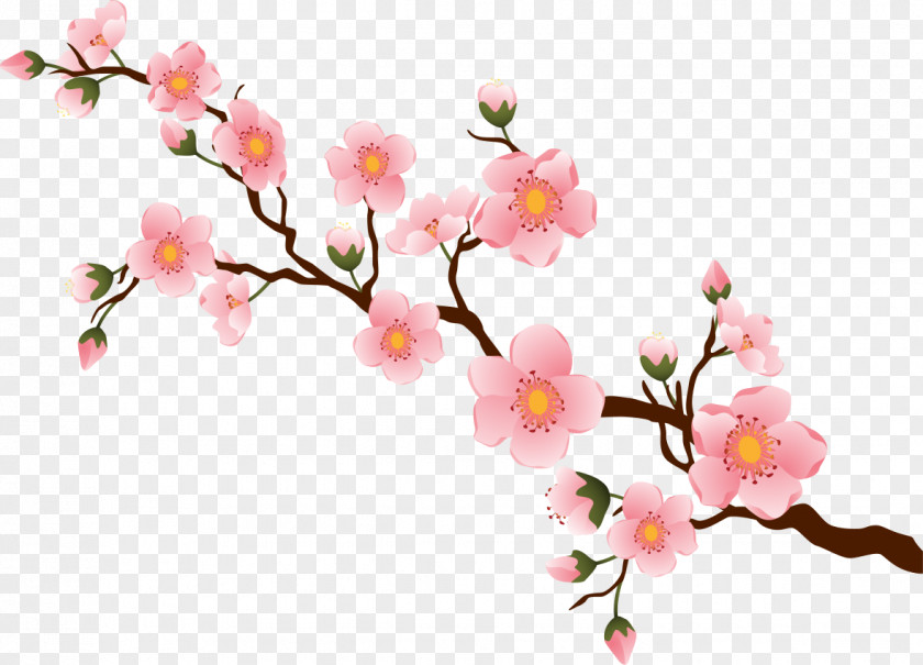 Flowers Cartoon Branch Brook Park Cherry Blossom Cherries PNG