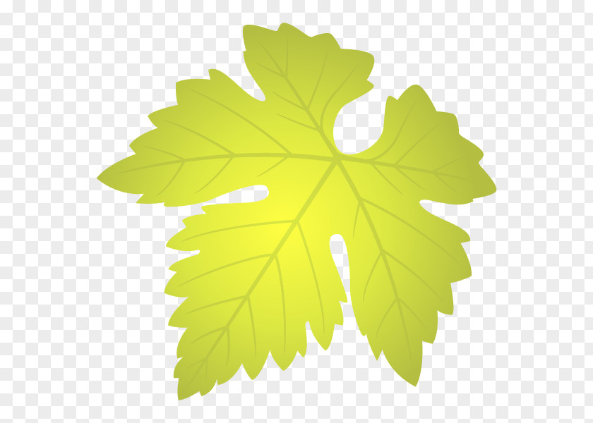 Grapevine Grape Leaves Maple Leaf Family M Invest D.o.o. PNG