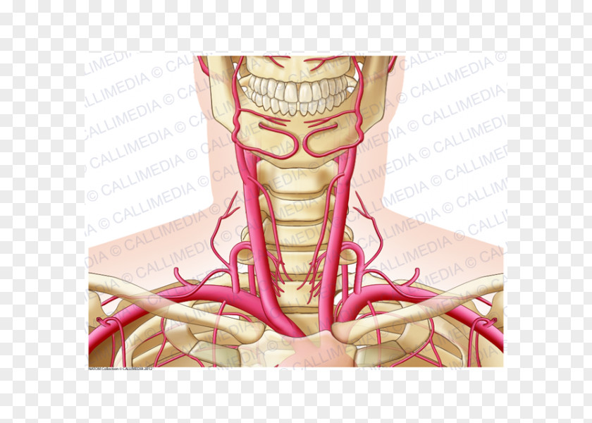 Heart Neck Artery Human Anatomy Head PNG