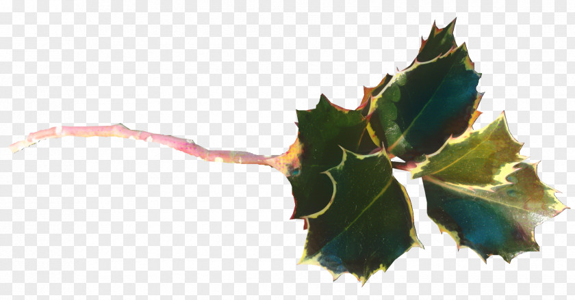 Holly Tree Leaf PNG