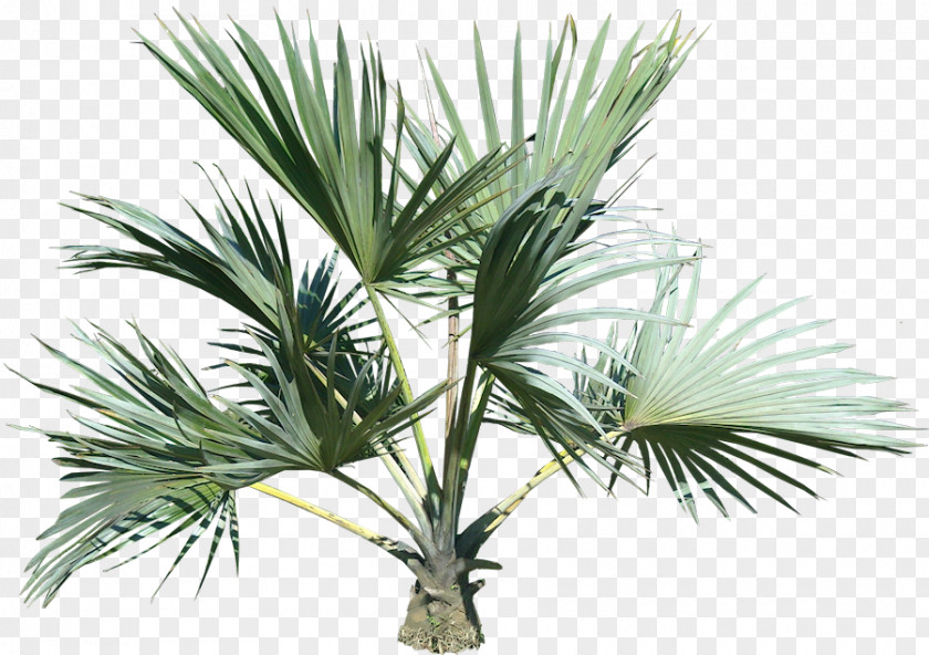 Palm Tree Trees Clip Art PNG