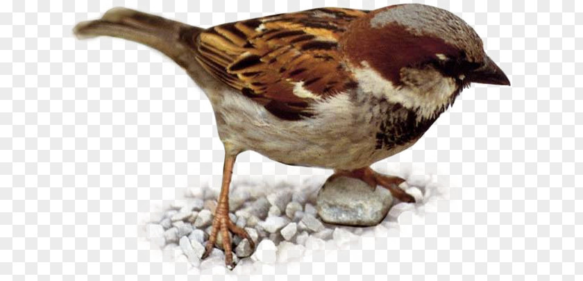 Sparrow Stood In The Snow House Eurasian Tree Bird Weavers Finch PNG