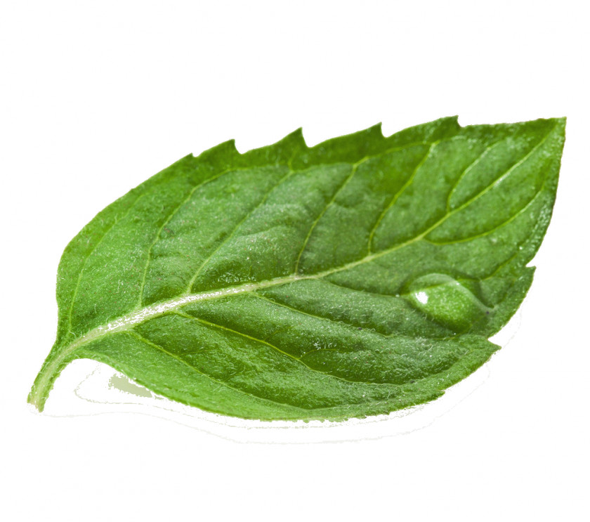 Green Tea Matcha White PNG