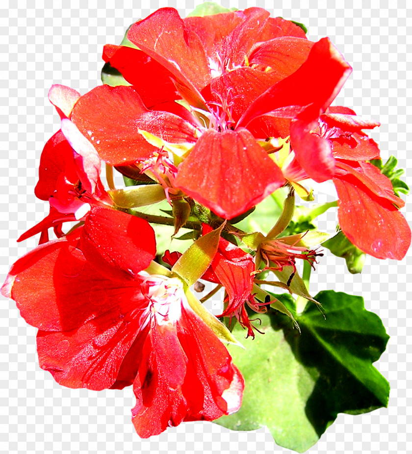 Hibiscus Brush Flower Clip Art PNG