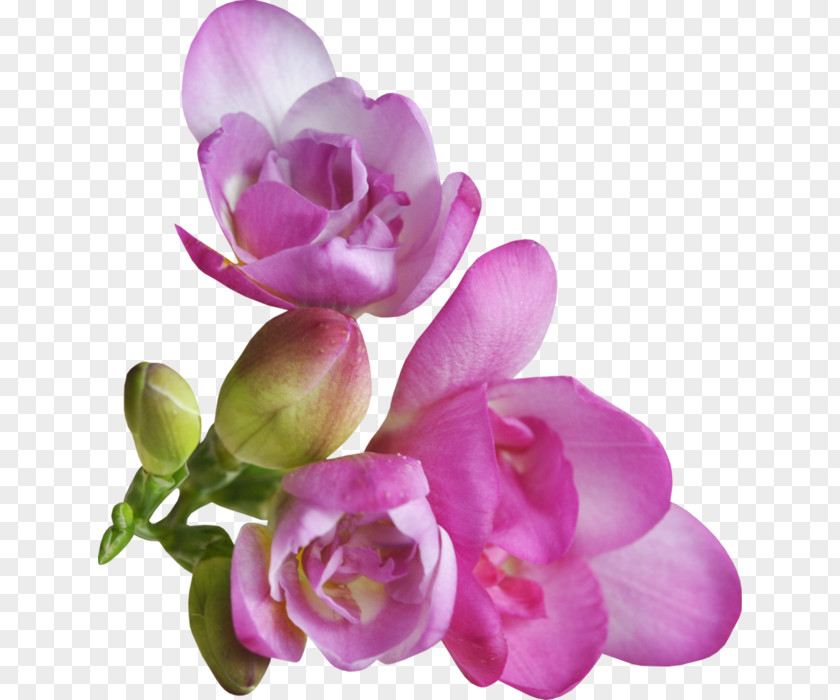 Violet Petal Flower Clip Art PNG