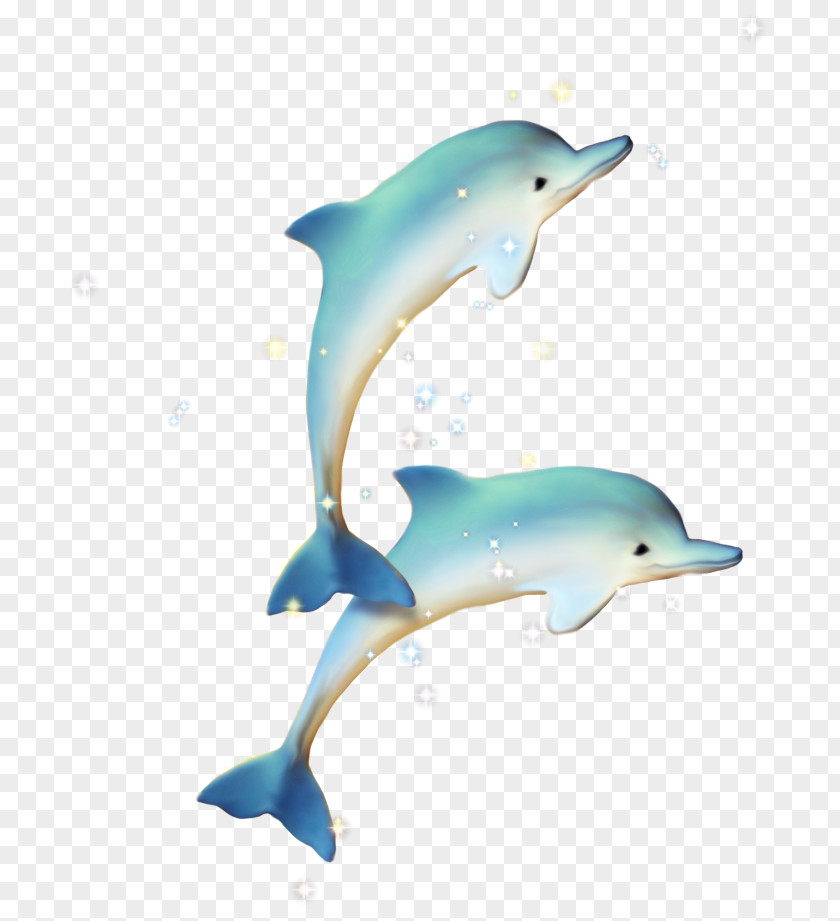 Blue Dolphin Common Bottlenose Short-beaked Tucuxi PNG