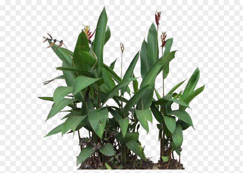 Heliconia Plant Leaf Flowerpot Stem PNG
