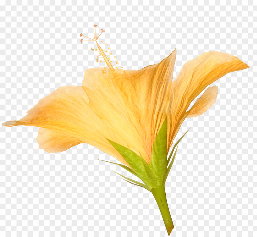Lily Flower Photography Hibiscus Clip Art PNG