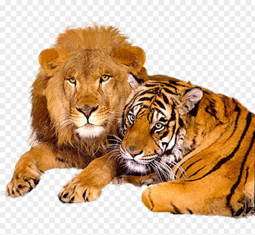 Lion Face & Tiger Big Cat Jaguar PNG