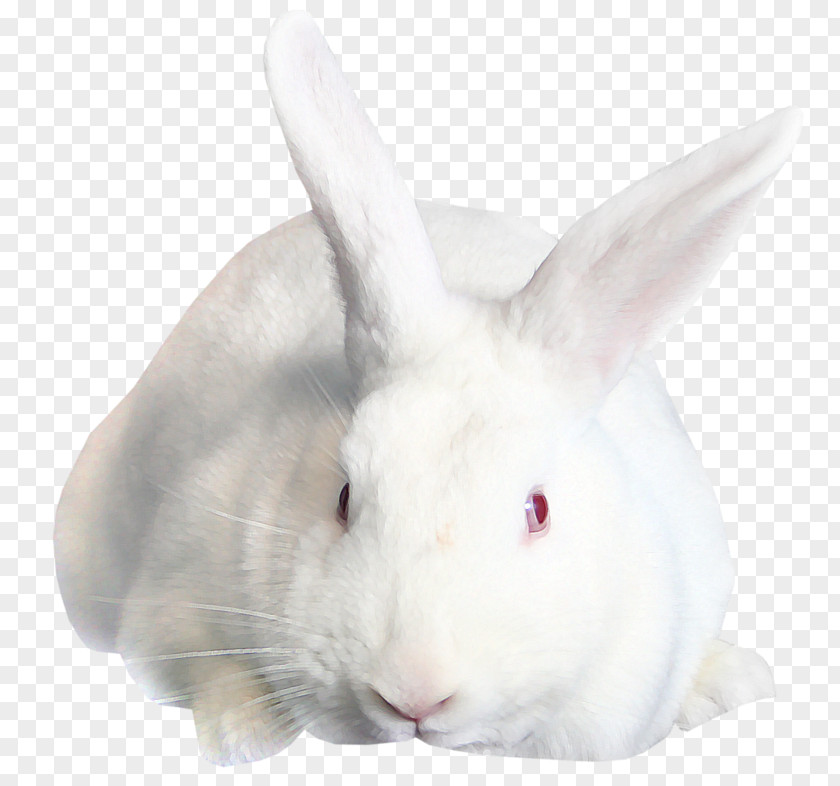 Rabbit Domestic Hare PNG