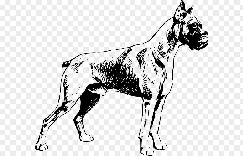 Boxer Dog My Dogo Argentino Presa Canario Bulldog PNG