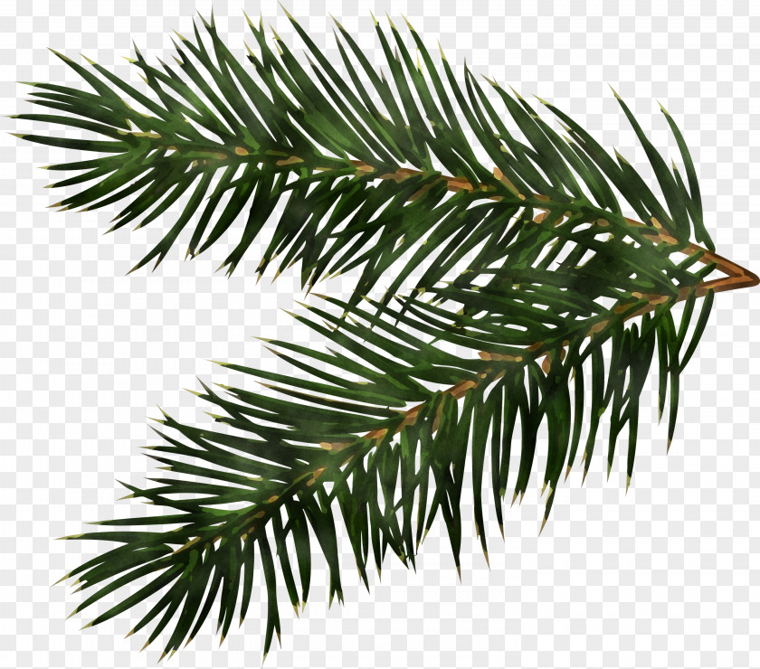 Christmas Pine Branch PNG