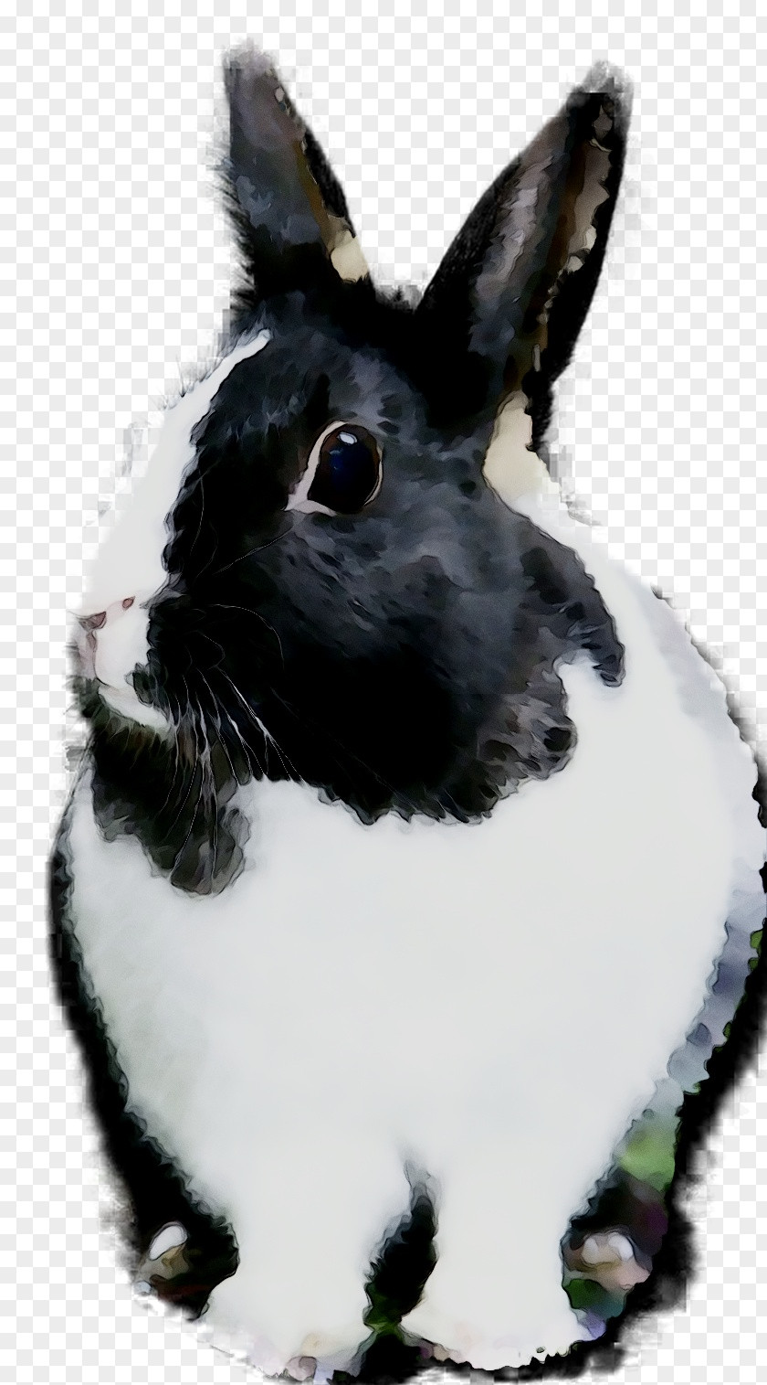 Domestic Rabbit Hare Whiskers Snout PNG