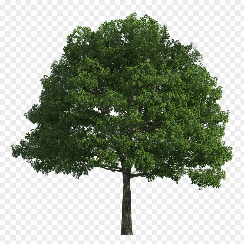 Giant Trees Tree PNG