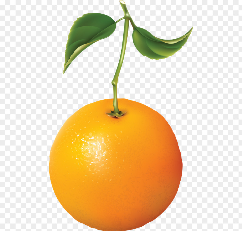 Orange Clip Art PNG