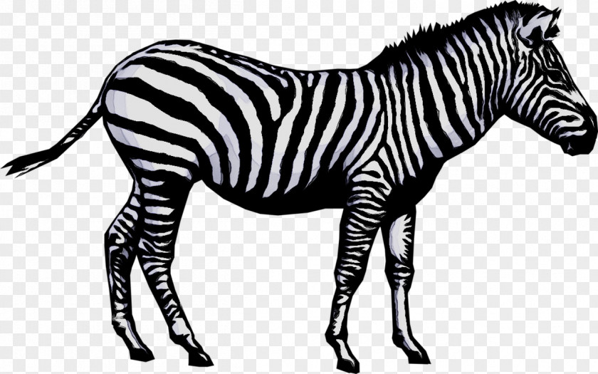 Stock Photography Image Vector Graphics Illustration Zebra PNG