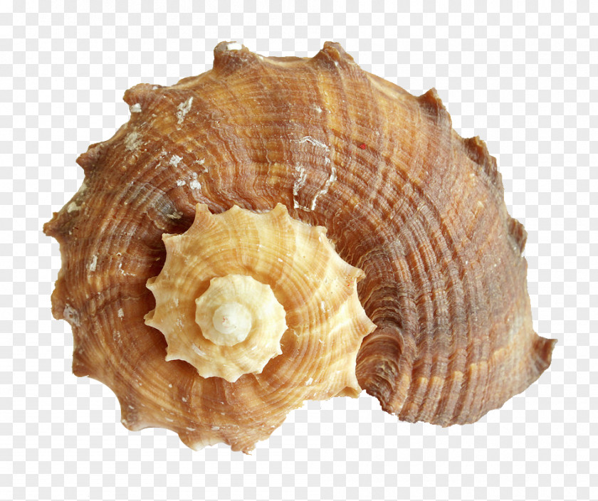 Conch Photography Sea Snail Light PNG