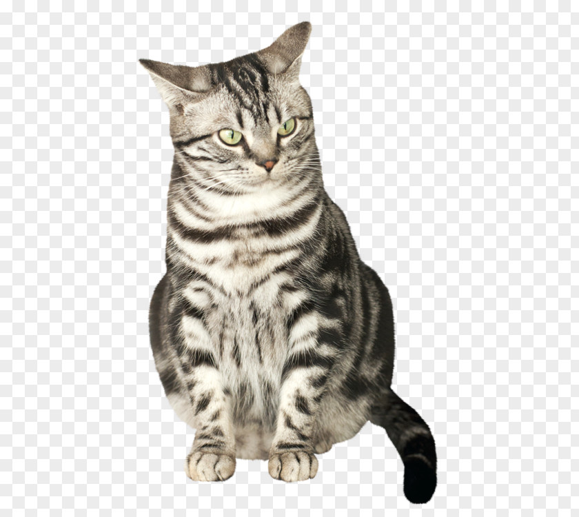 Cute Cat Dragon Li American Shorthair Pixie-bob Kurilian Bobtail PNG