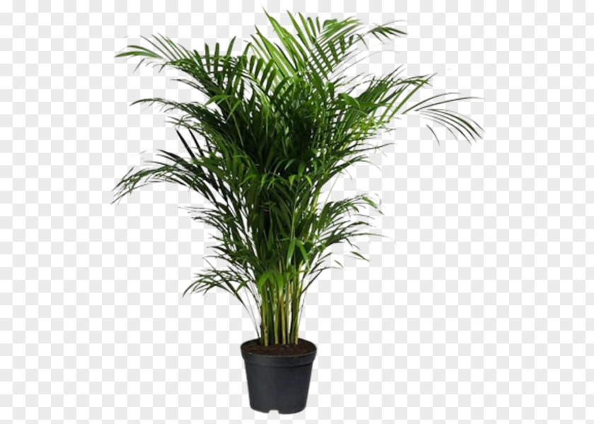 Flowerpot Areca Palm Houseplant Oil Palms Howea Forsteriana PNG