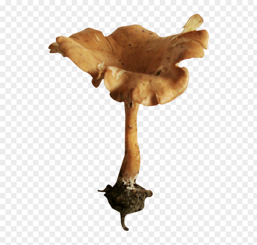 Mushroom Edible Fungus Clip Art PNG