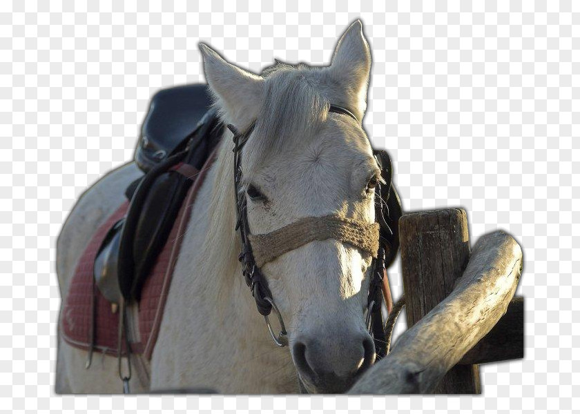 Mustang Bridle Rein Halter Horse Harnesses Stallion PNG