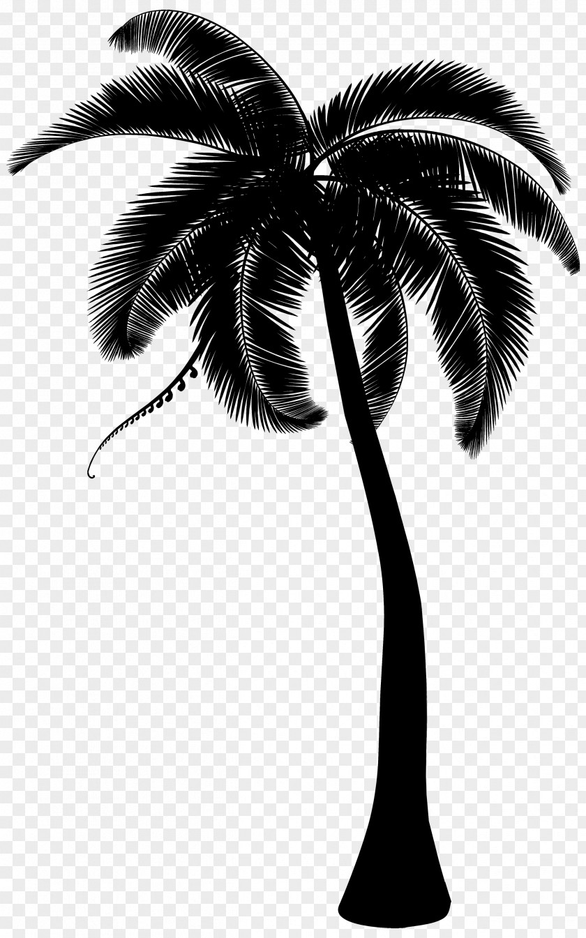 Palm Trees Coconut Clip Art PNG