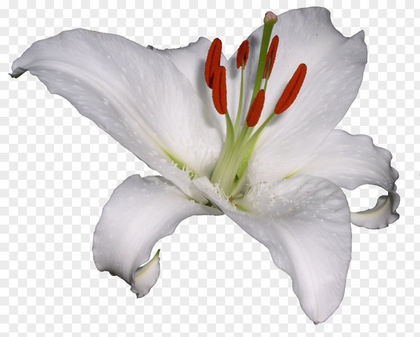 Watercolor Flowers And Floral Design Material Lilium Hemerocallis Lilioasphodelus Flower Clip Art PNG