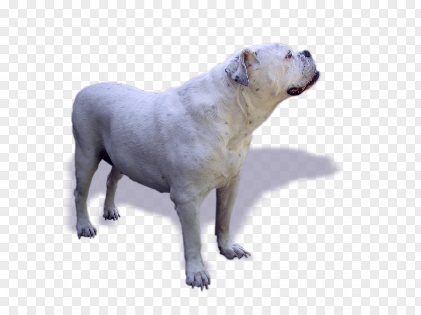 Bulldog Old English Dogo Argentino Continental Puppy PNG