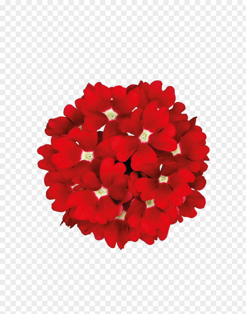 Burgundy Flowers Party Paper Red Birthday Hand Fan PNG