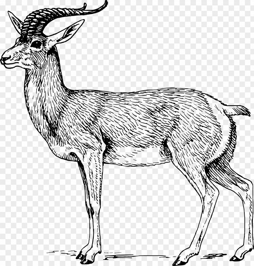 Gazelle Antelope Springbok Impala Clip Art PNG