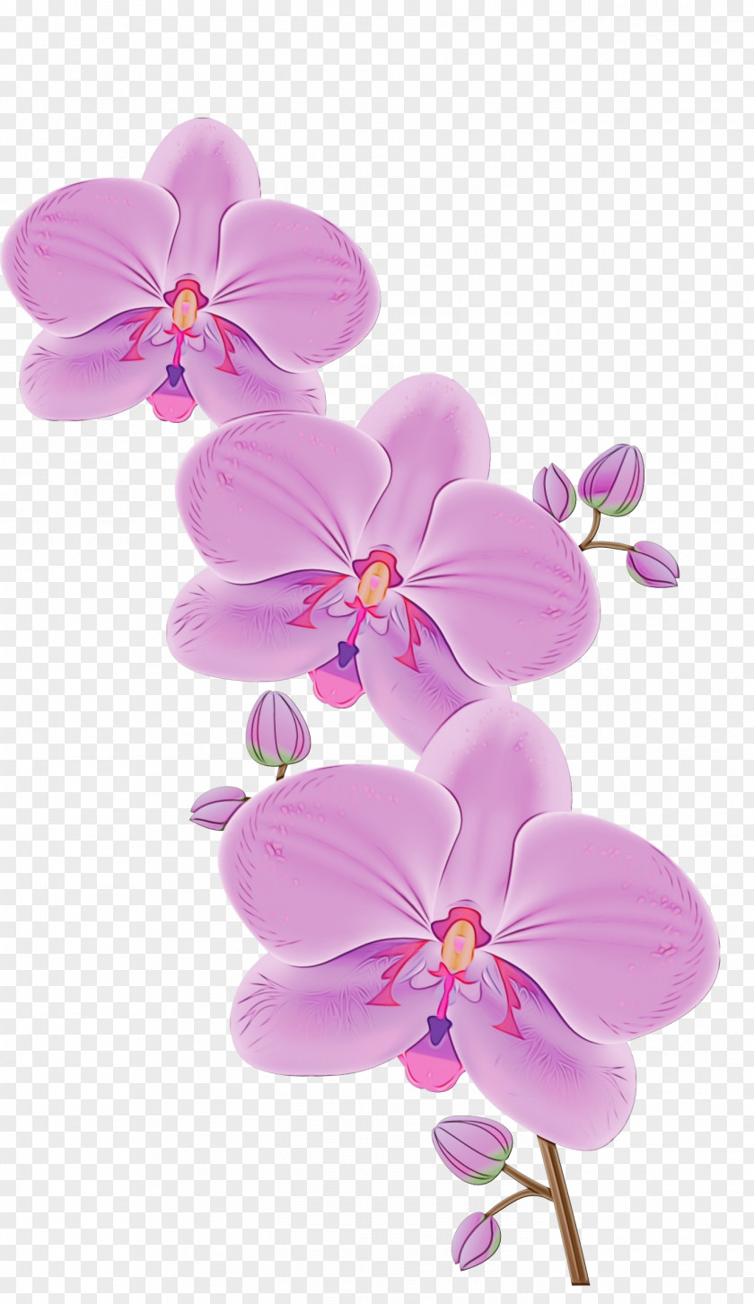 Orchids Flower Phalaenopsis Equestris Cartoon Dendrobium PNG