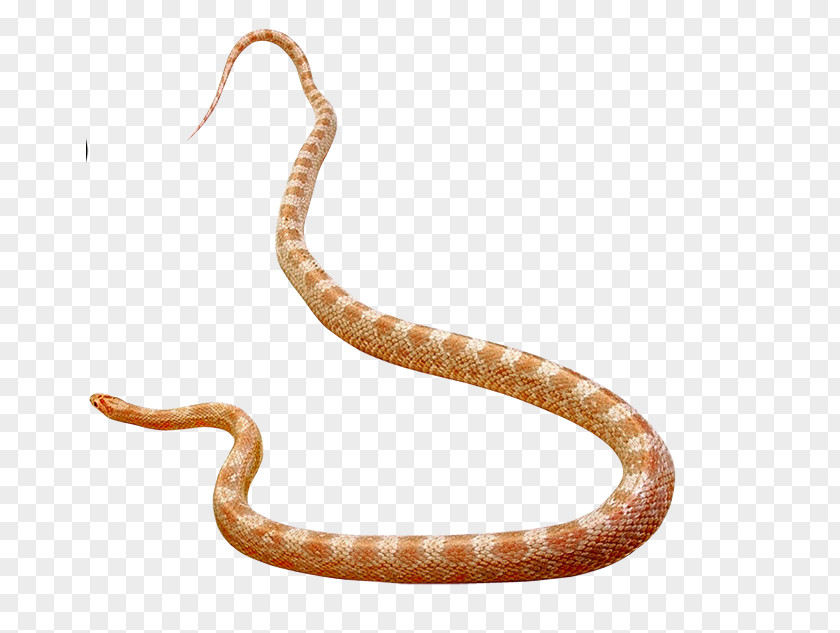 Snake Rattlesnake Vipers Elapid Snakes Cobra PNG