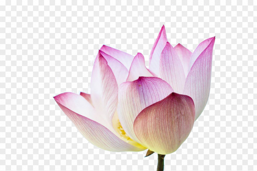 Cartoon Lotus Material Nelumbo Nucifera Stock Photography PNG