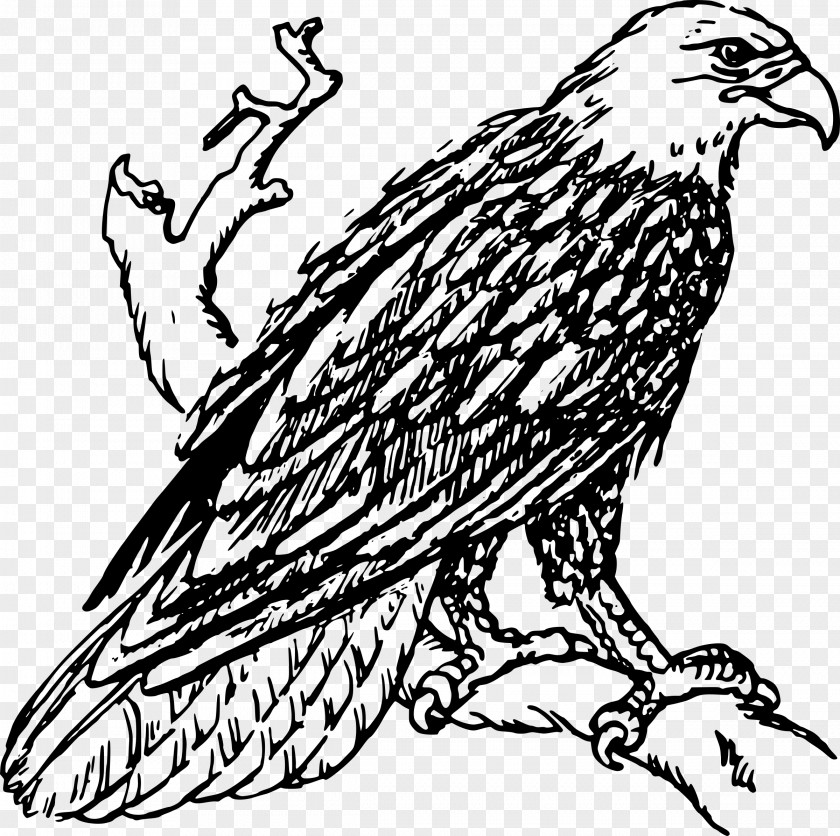 Eagle Bald Drawing Line Art Clip PNG