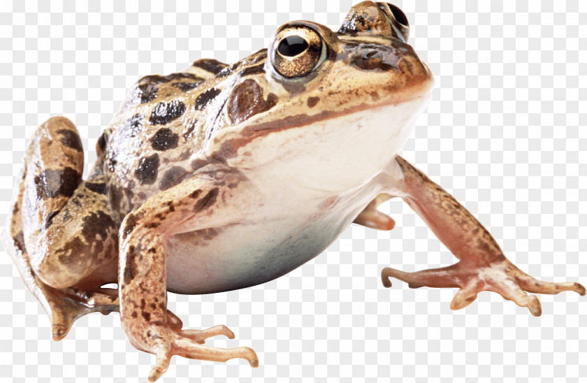 Frog Image PNG