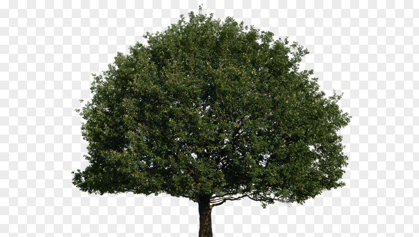 Tree Top Of 40 Fruit DeviantArt PNG