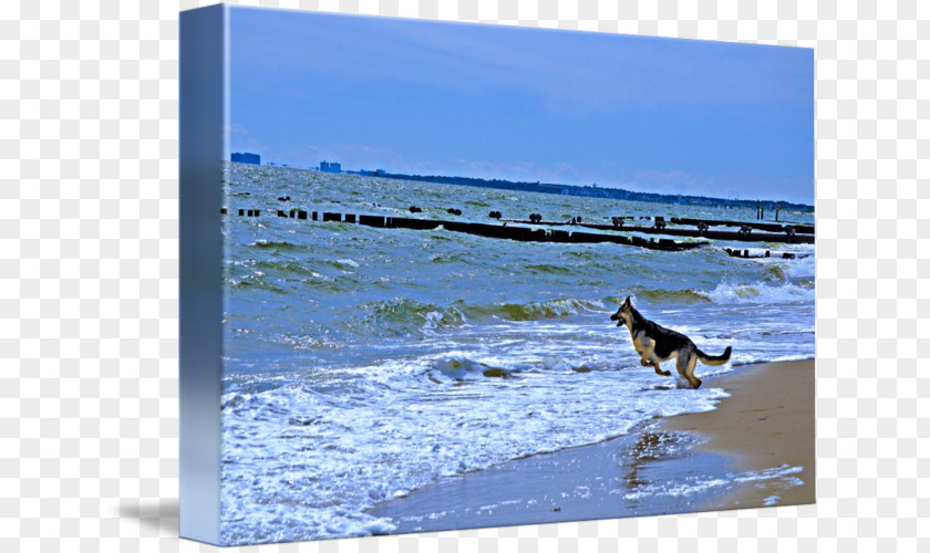 Dog Shore Gallery Wrap Sea Canvas PNG