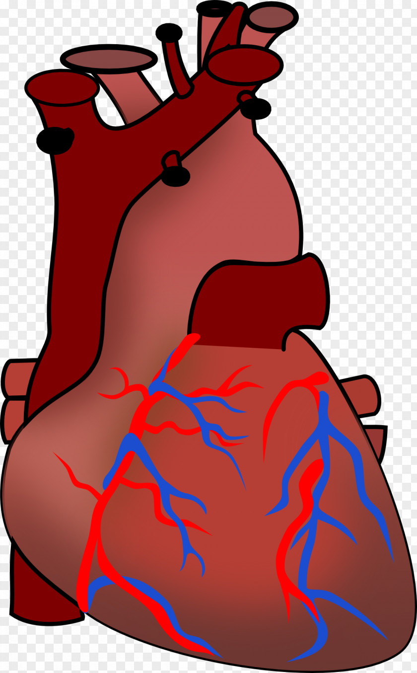 Drawing Heart Illustration Anatomy Human Body Clip Art PNG