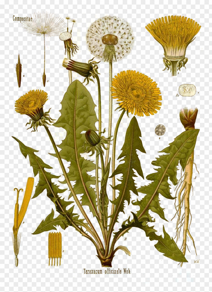 Taraxacum Officinale Common Dandelion Botany Botanical Illustration The PNG