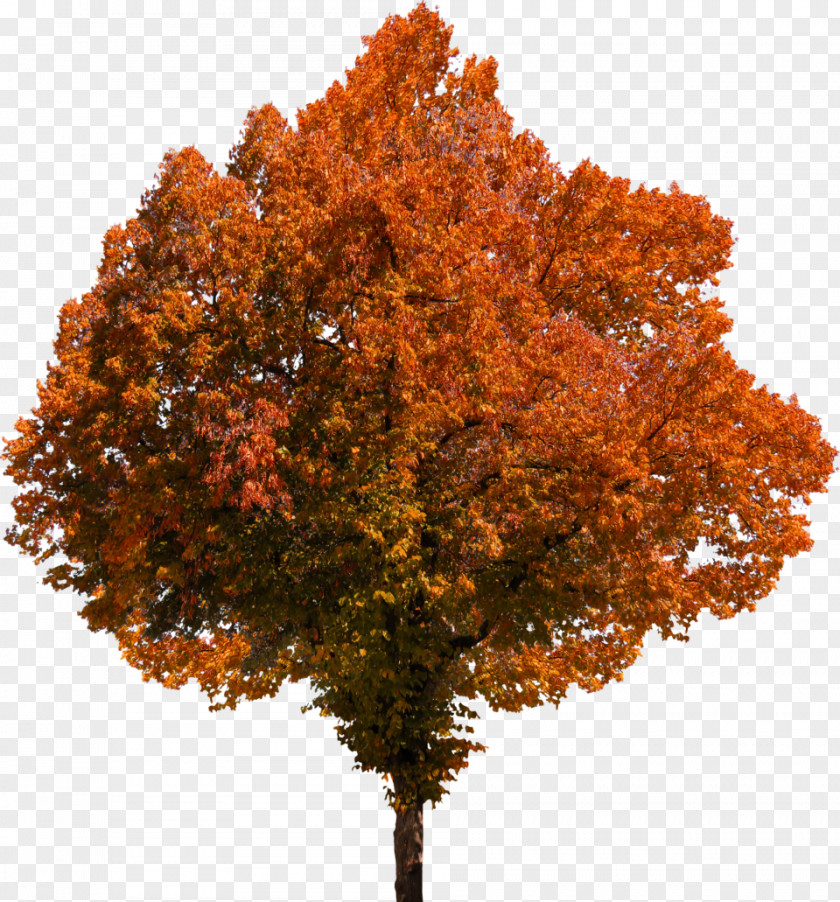 Tree Fall Image Autumn PNG