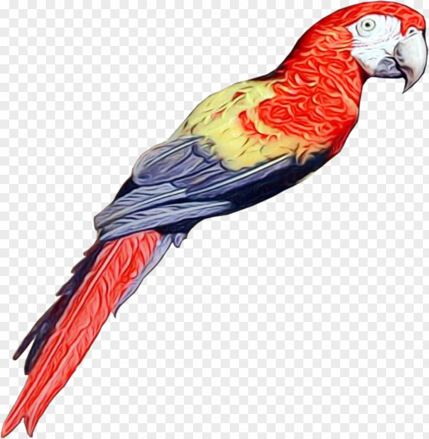 Wing Lorikeet Bird Parrot PNG