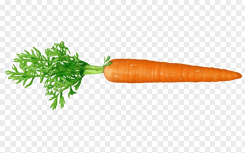 Carrot Clip Art Image Vegetable PNG