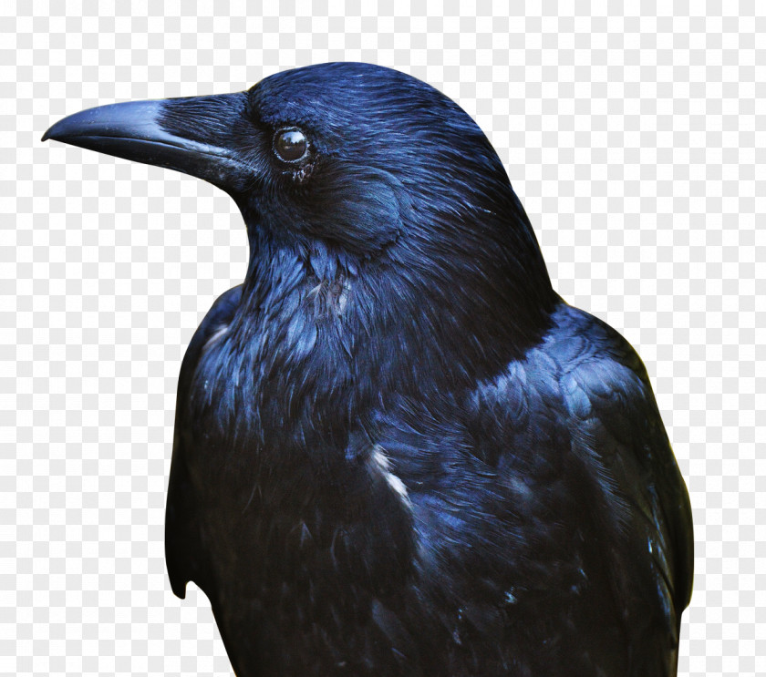 Crow American Rook PNG