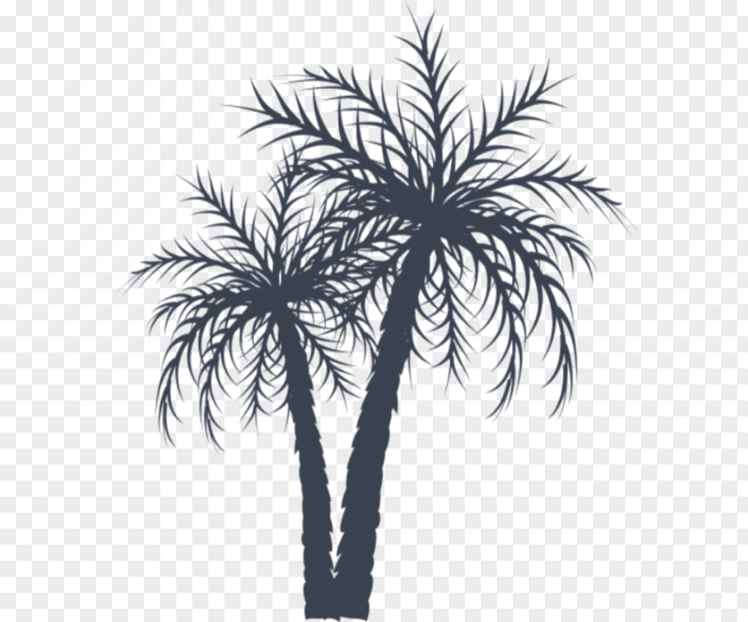 Date Palm Asian Palmyra Arecaceae Coconut PNG
