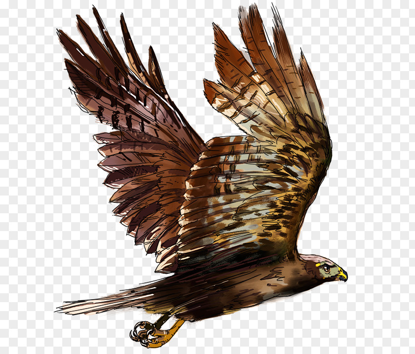 Eagle Bald Hawk Buzzard Beak PNG